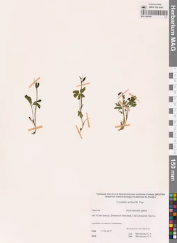 MAG 0002001