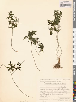 MAG 0002046