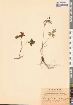 MAG 0002092