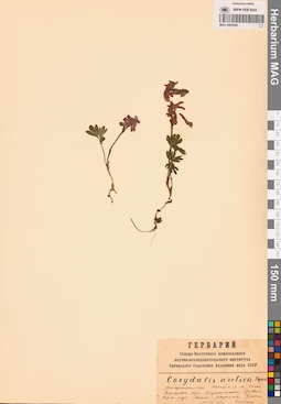 MAG 0002093