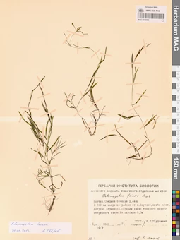 MAG 0019582