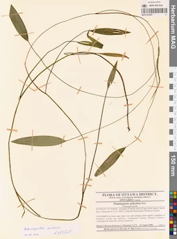 MAG 0019587