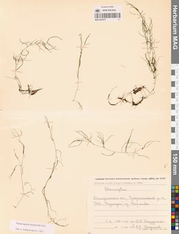 MAG 0019415
