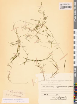 MAG 0019417