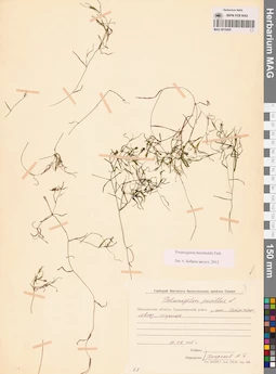 MAG 0019420