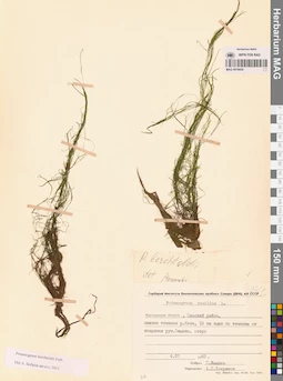 MAG 0019434