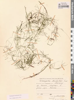MAG 0019443