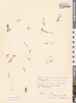 MAG 0019444