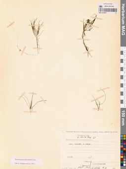 MAG 0019447