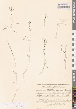 MAG 0019450