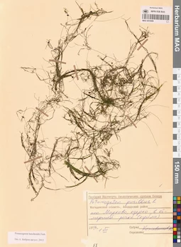 MAG 0019495