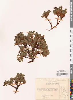 MAG 0017752