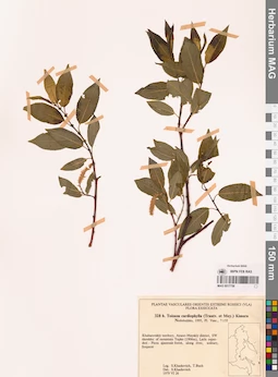 MAG 0017756