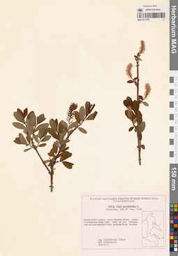 MAG 0017768