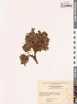 MAG 0017771