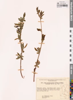 MAG 0017776