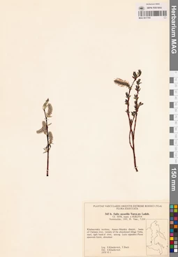 MAG 0017785