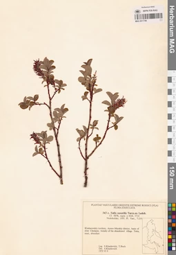 MAG 0017786