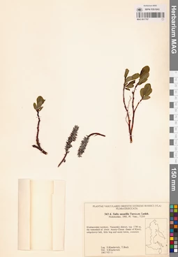 MAG 0017787