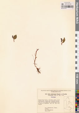 MAG 0017790