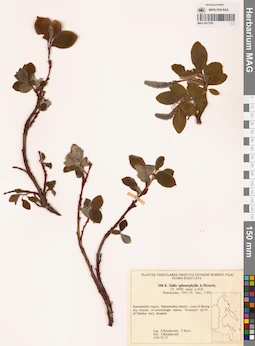 MAG 0017792
