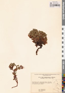 MAG 0017794