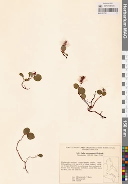 MAG 0017795