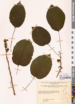 MAG 0017799