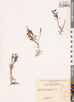 MAG 0017801