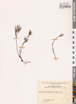 MAG 0017802