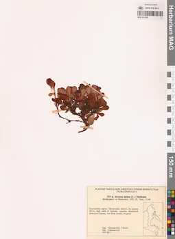 MAG 0017805