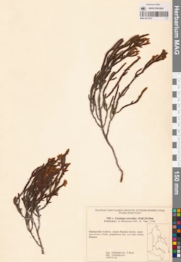 MAG 0017812