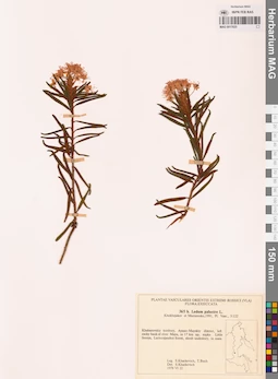 MAG 0017825