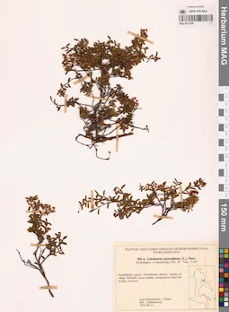 MAG 0017826