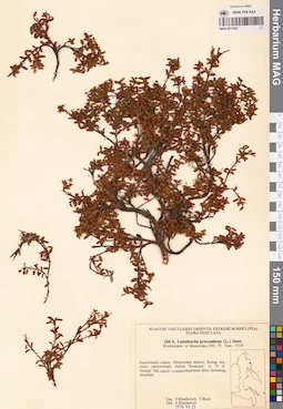 MAG 0017827