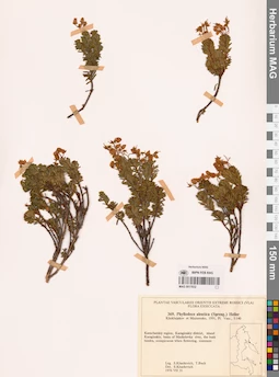 MAG 0017832
