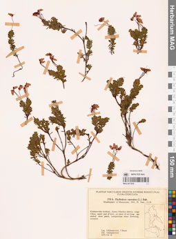 MAG 0017834