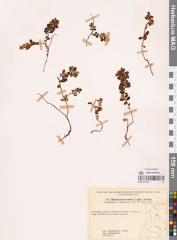MAG 0017835