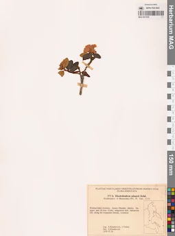 MAG 0017839