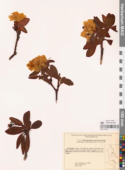 MAG 0017841
