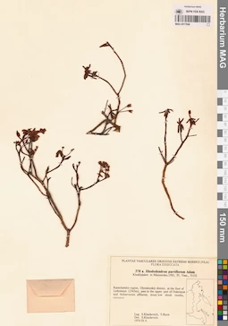 MAG 0017846