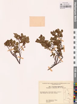 MAG 0017852