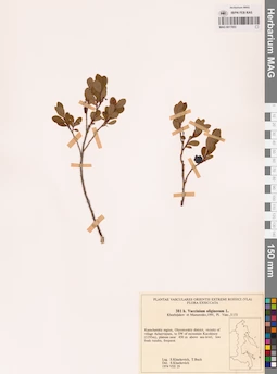 MAG 0017853