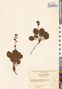MAG 0017862