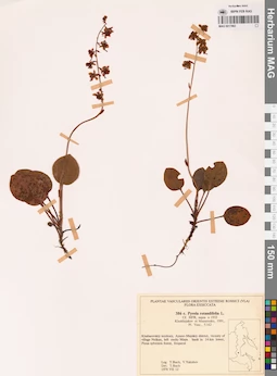 MAG 0017863