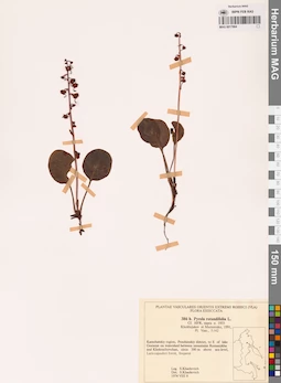 MAG 0017864