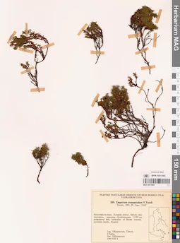 MAG 0017869