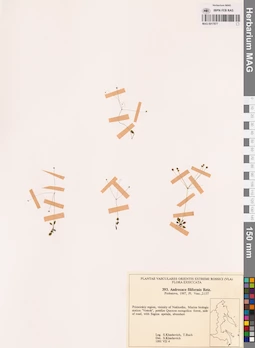 MAG 0017877