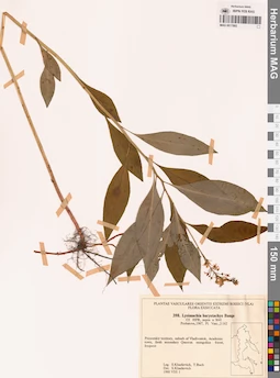 MAG 0017882
