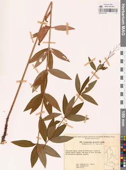 MAG 0017883